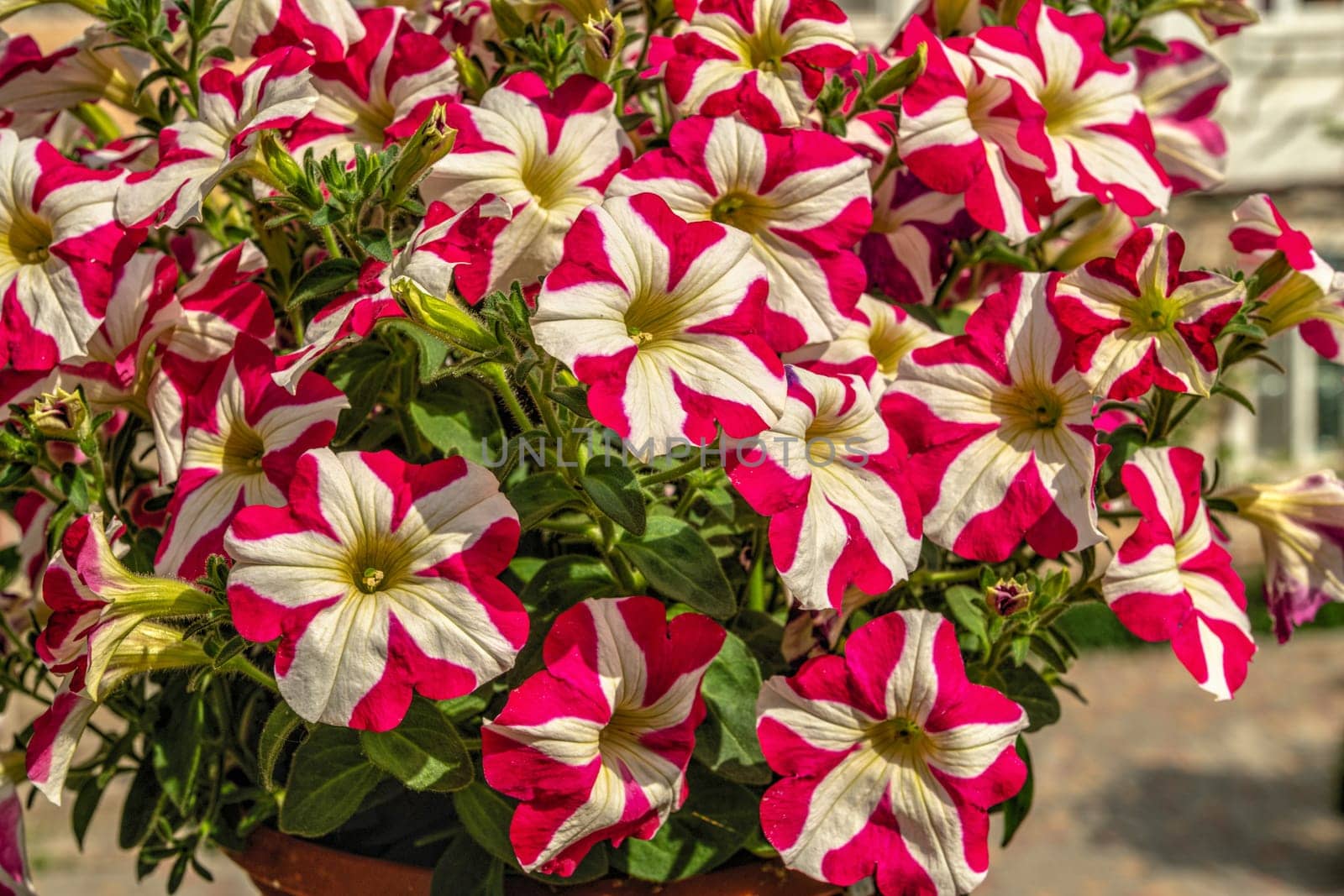 Red and white surfinia Red star flower on green leaves background on a sunny spring day