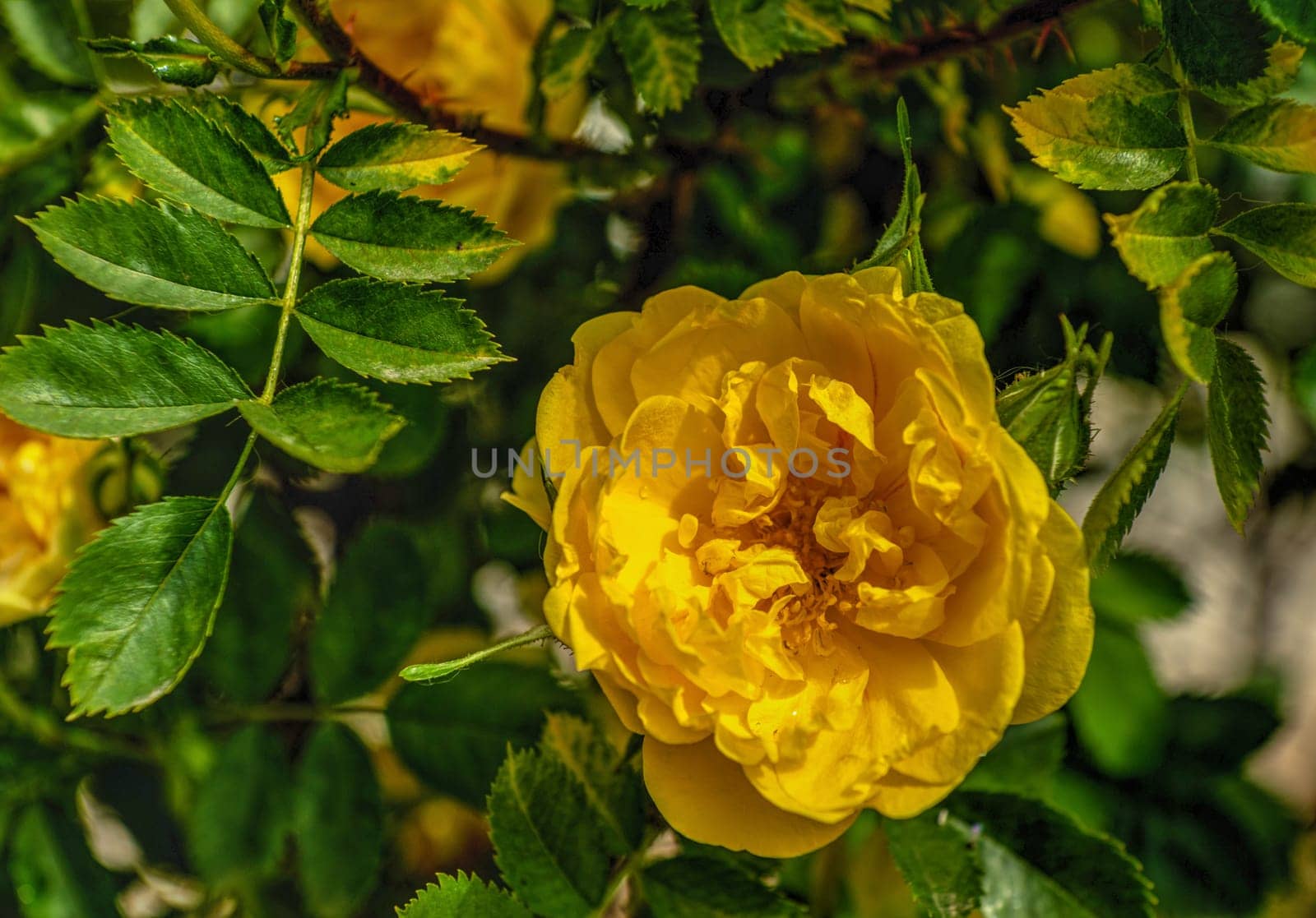 Golden celebration yellow rose bush on green leaves background on a sunny spring day