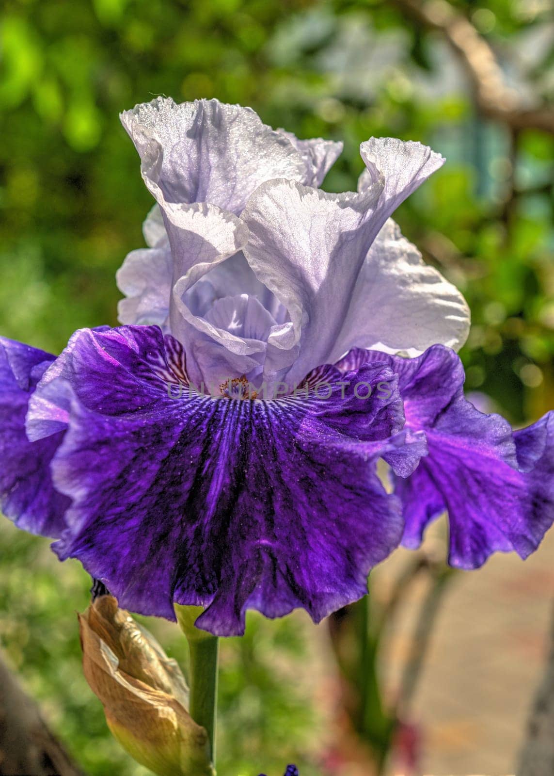 Purple Iris Earl of Essex on green leaves background on a sunny spring day