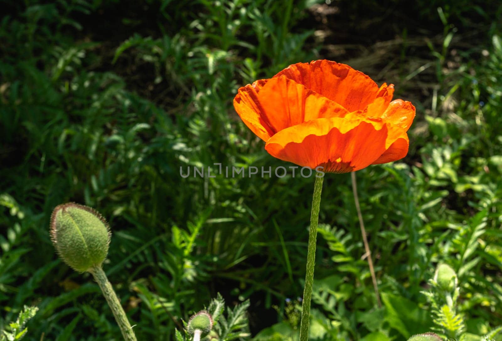 Red poppy flower on green leaves background on a sunny spring day