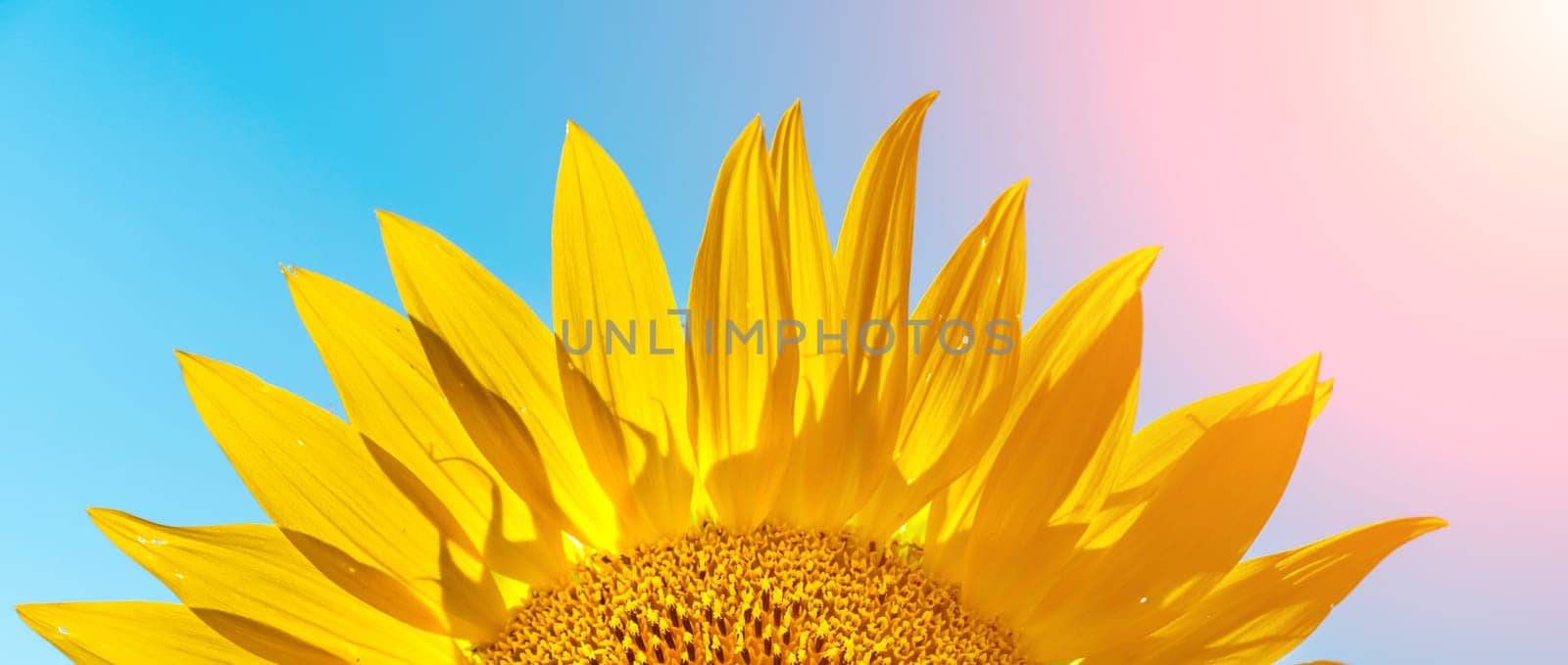 Half of a sunflower flower against a blue sky. The sun shines through the yellow petals. Agricultural cultivation of sunflower for cooking oil