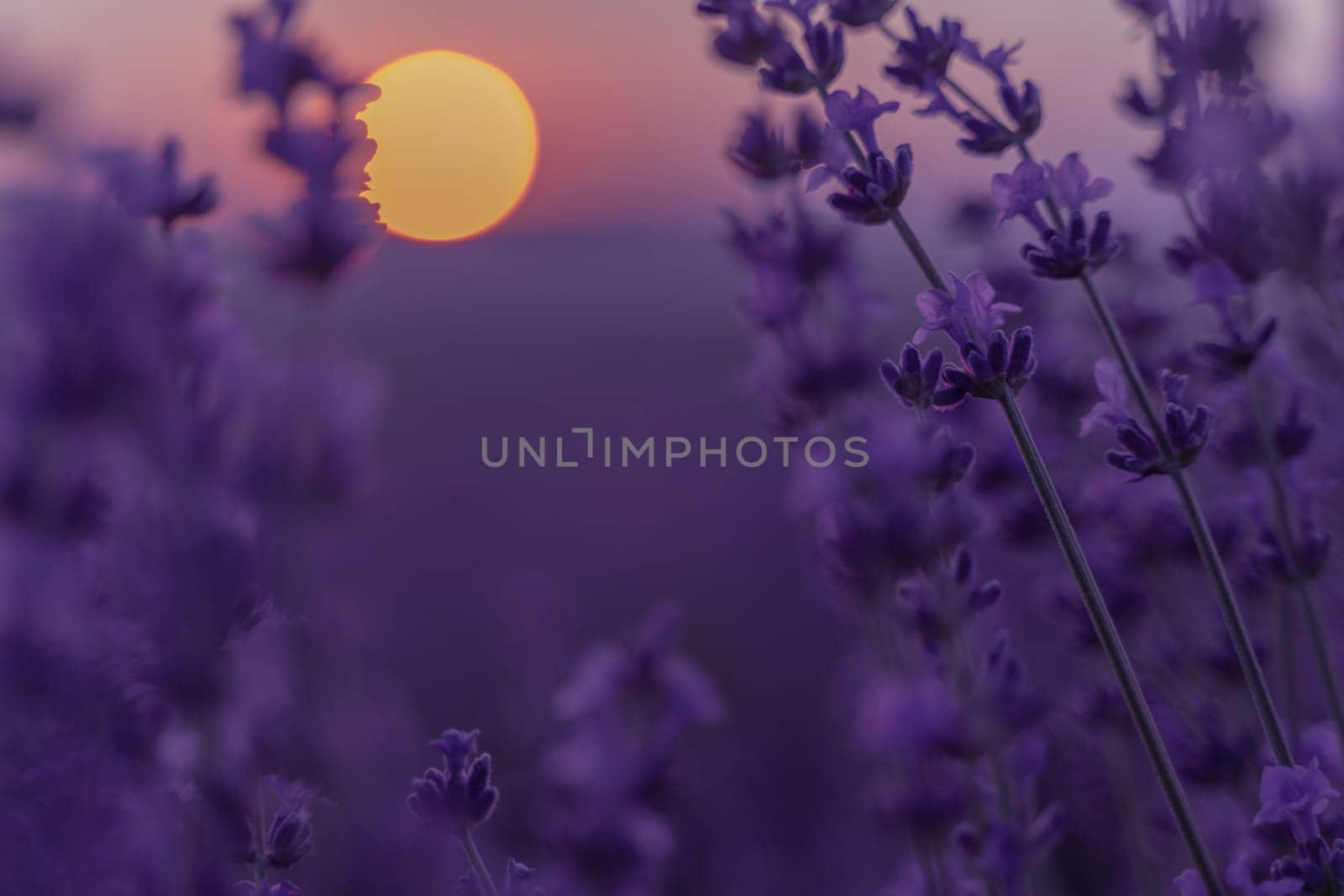 Lavender flower background. Violet lavender field sanset close up. Lavender flowers in pastel colors at blur background. Nature background with lavender in the field. by Matiunina