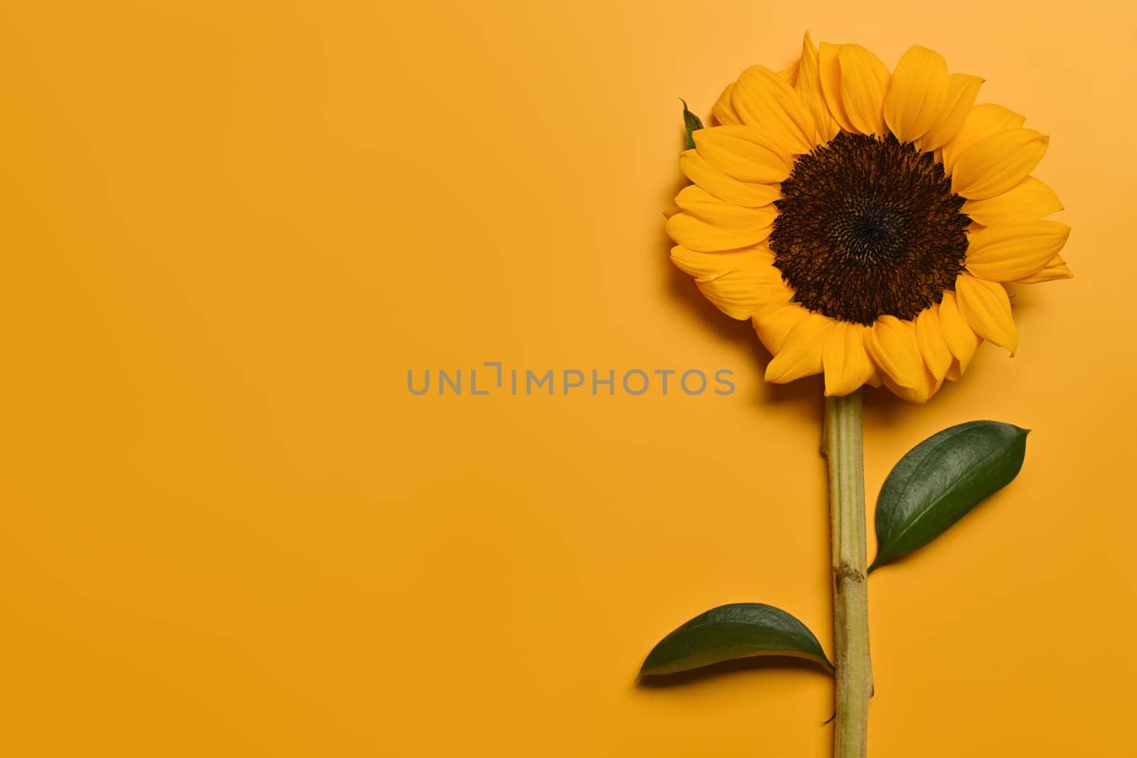 Floral background, autumn or summer concept. Beautiful sunflower on yellow background wot space for your text by prathanchorruangsak