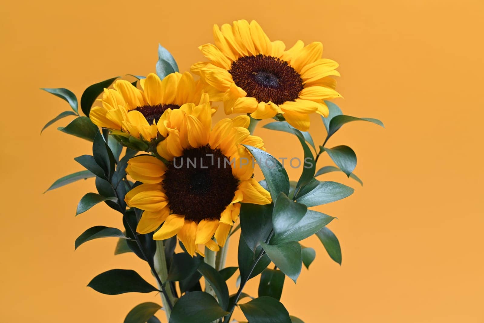 Floral background, autumn or summer concept. Beautiful sunflowers on yellow background wot space for your text by prathanchorruangsak
