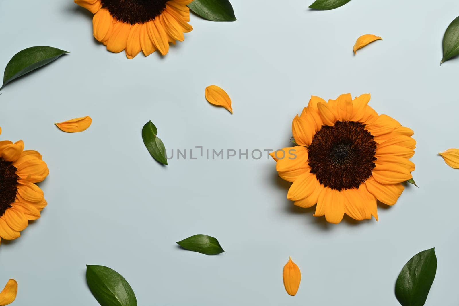 Beautiful sunflowers on light blue background. Floral background, autumn or summer concept by prathanchorruangsak