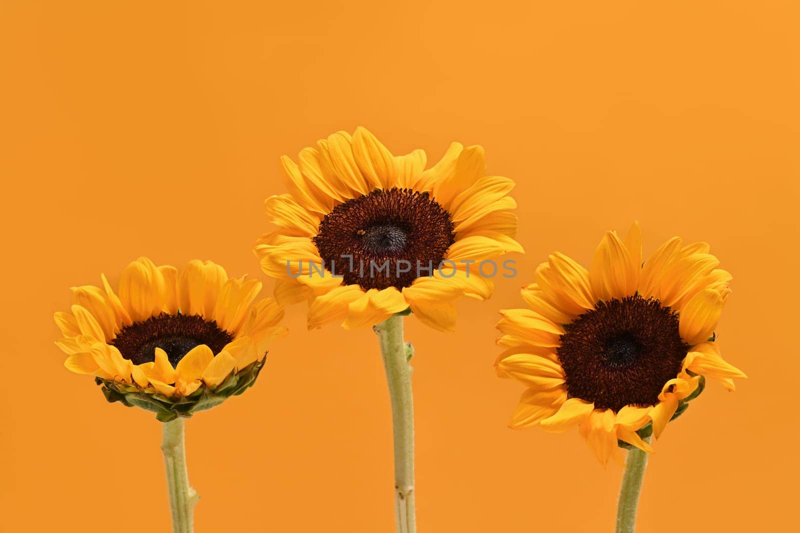 Floral background, autumn or summer concept. Beautiful sunflowers on yellow background wot space for your text by prathanchorruangsak