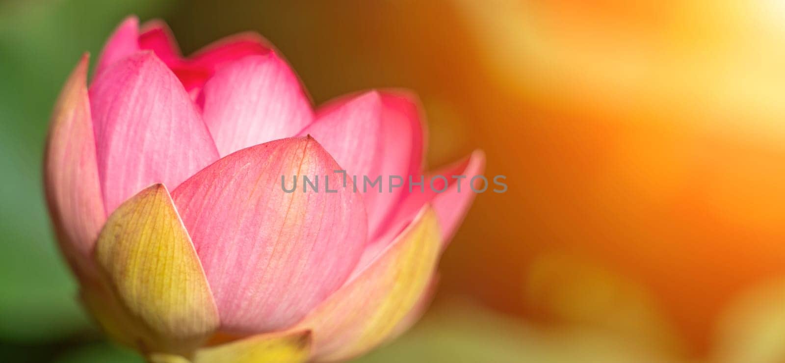 A pink lotus flower sways in the wind. Against the background of their green leaves. Lotus field on the lake in natural environment