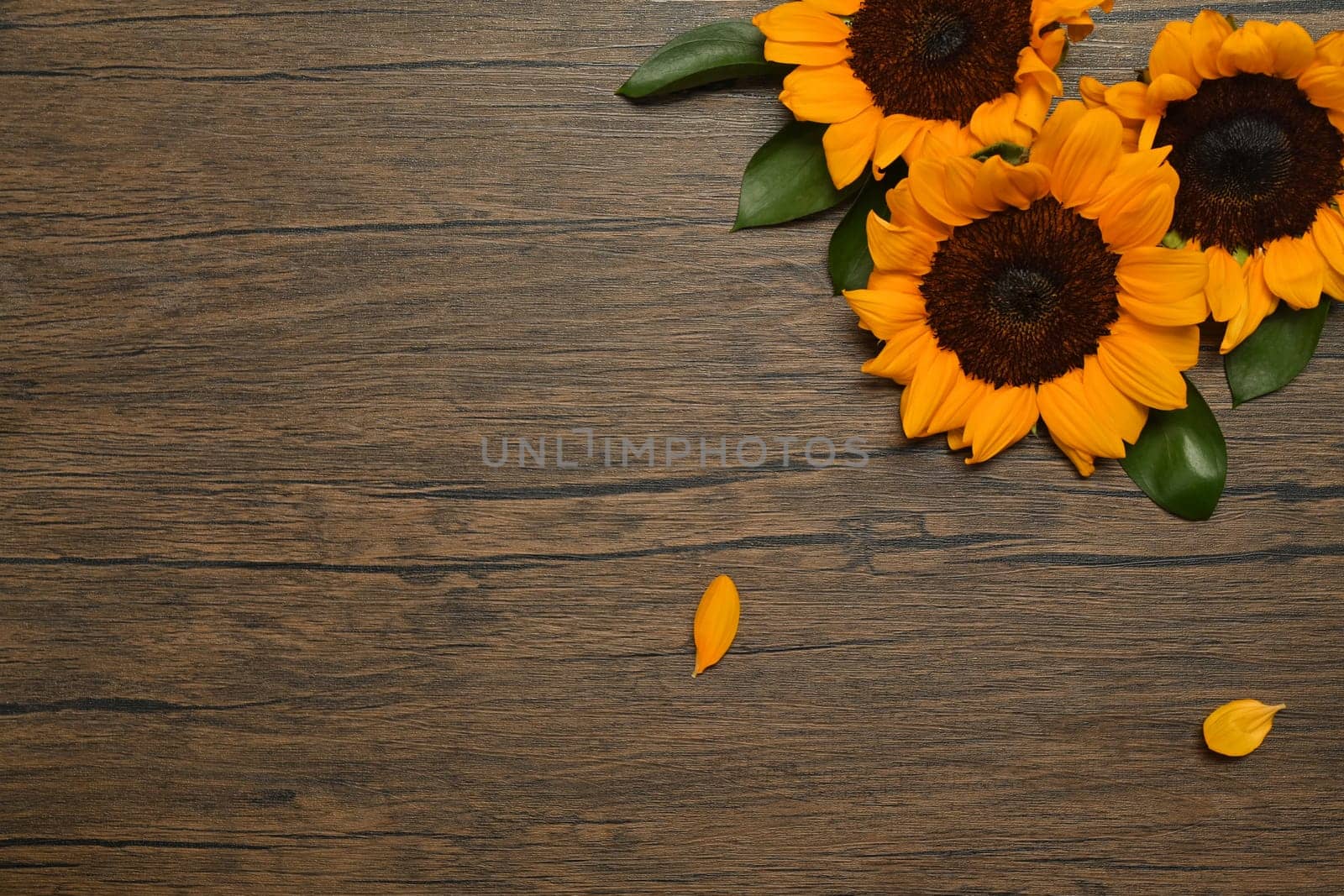 Sunflowers on rustic wooden background. Top view with copy space, floral background by prathanchorruangsak