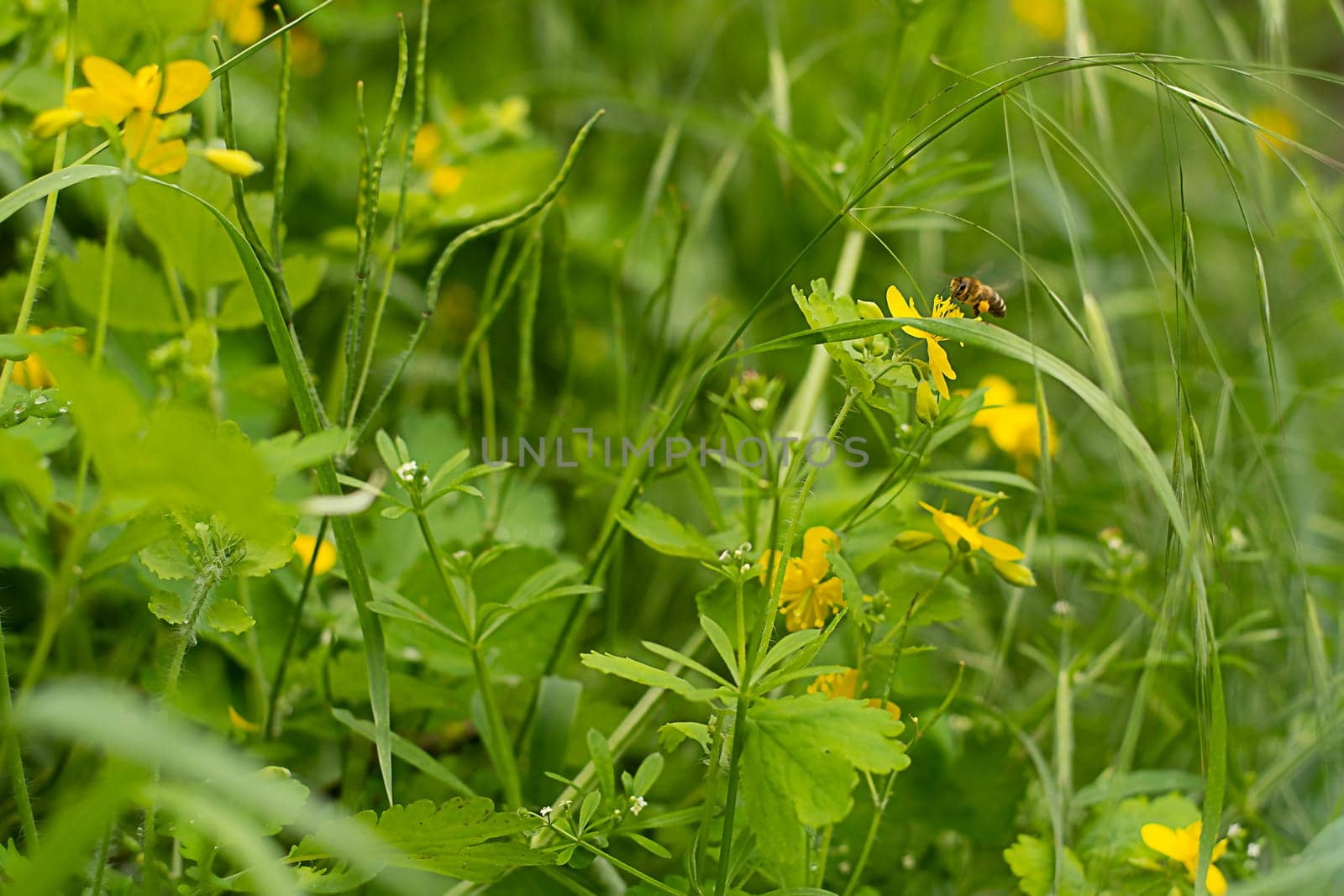 Nature. A small wild bee flew to a yellow forest flower, primrose and collects nectar in a green forest among flowers and grass. Soft focus. Spring concept.