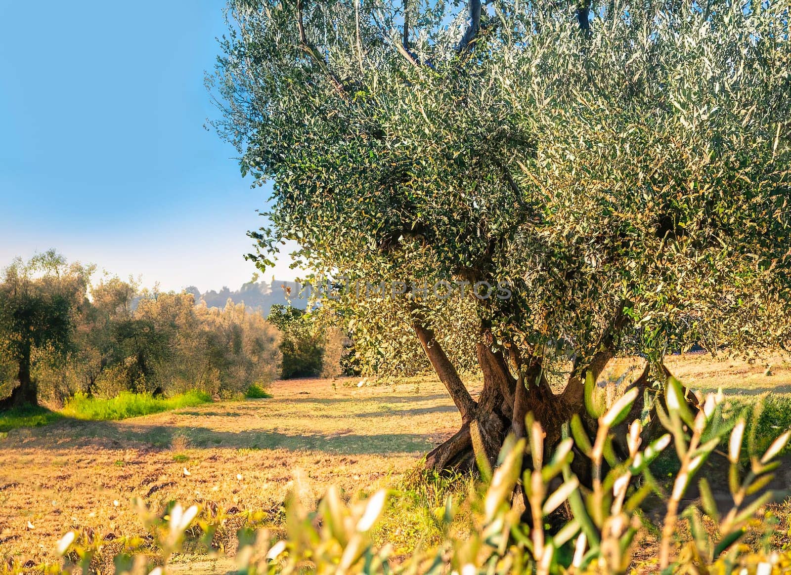 Olive tree cultivation in a landscape for making olive oil
 by contas