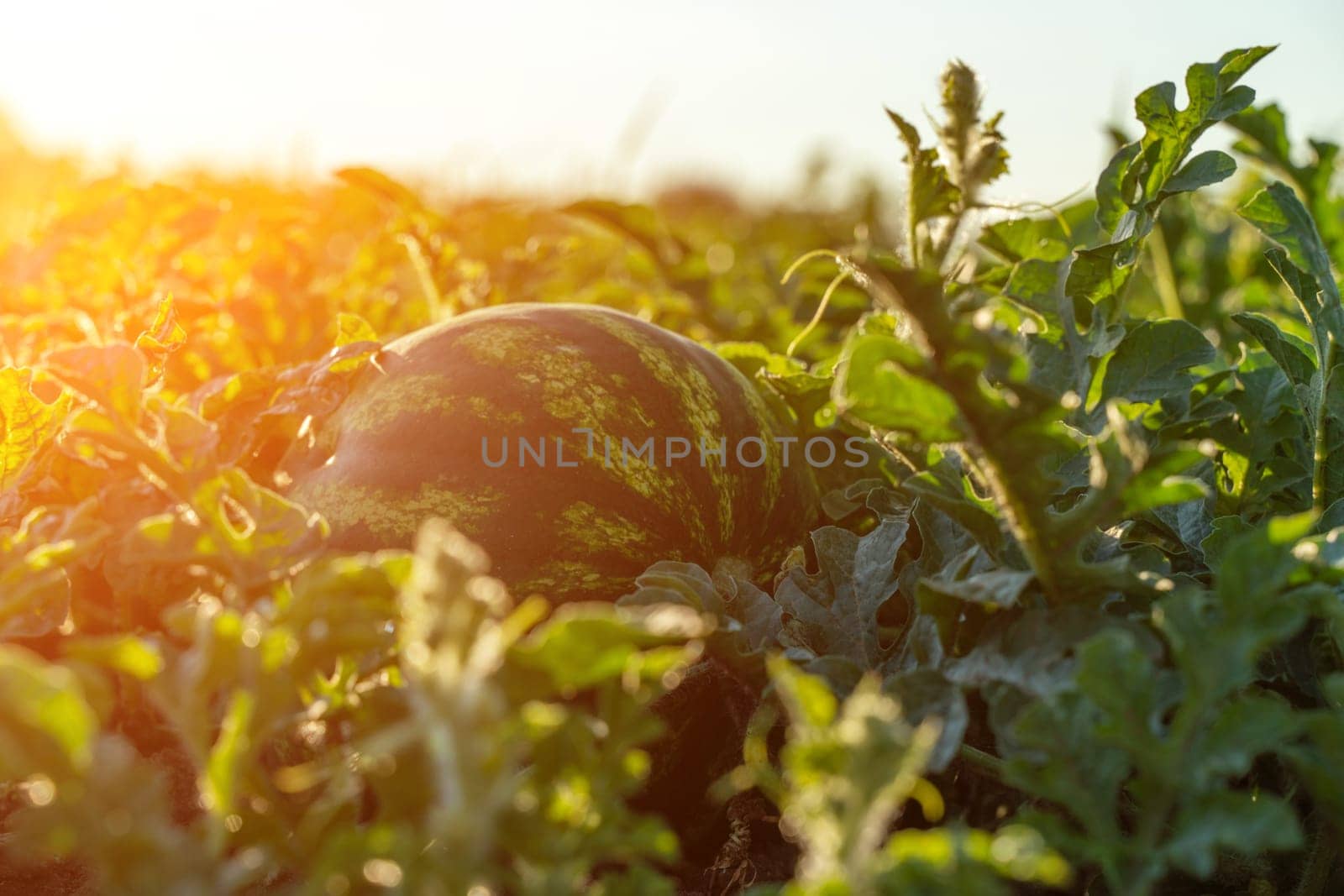 Watermelon grows on a green watermelon plantation in summer. Agricultural watermelon field