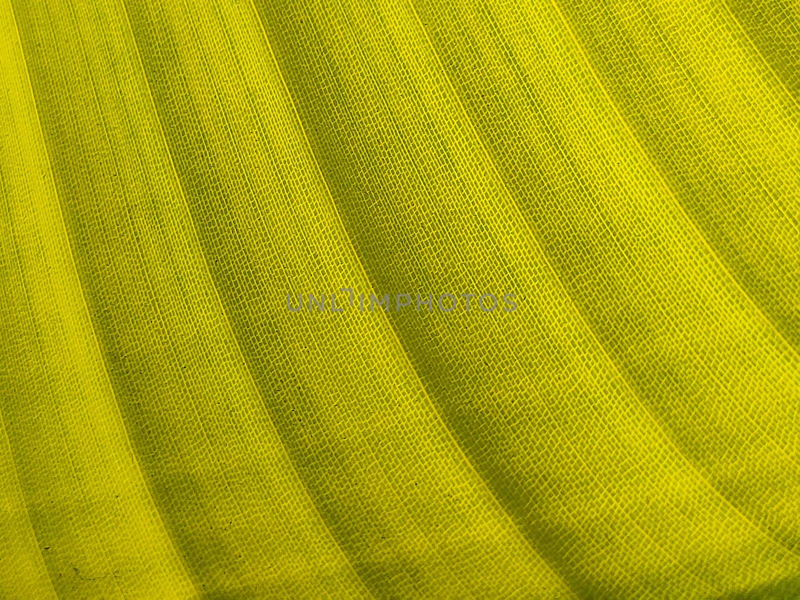 Texture of exotic green banana leave, asymmetric lines. by Laguna781