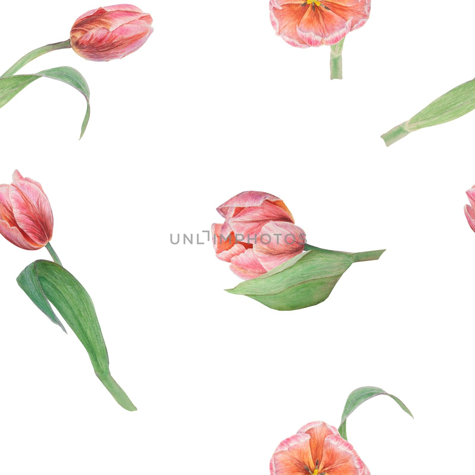Pink tulips seamless pattern painted in watercolor, realistic botanical hand drawn illustration isolated on white background for design, wedding print products, paper, invitations, cards, fabric, posters, card for Mother's day, March 8, Easter, festivals