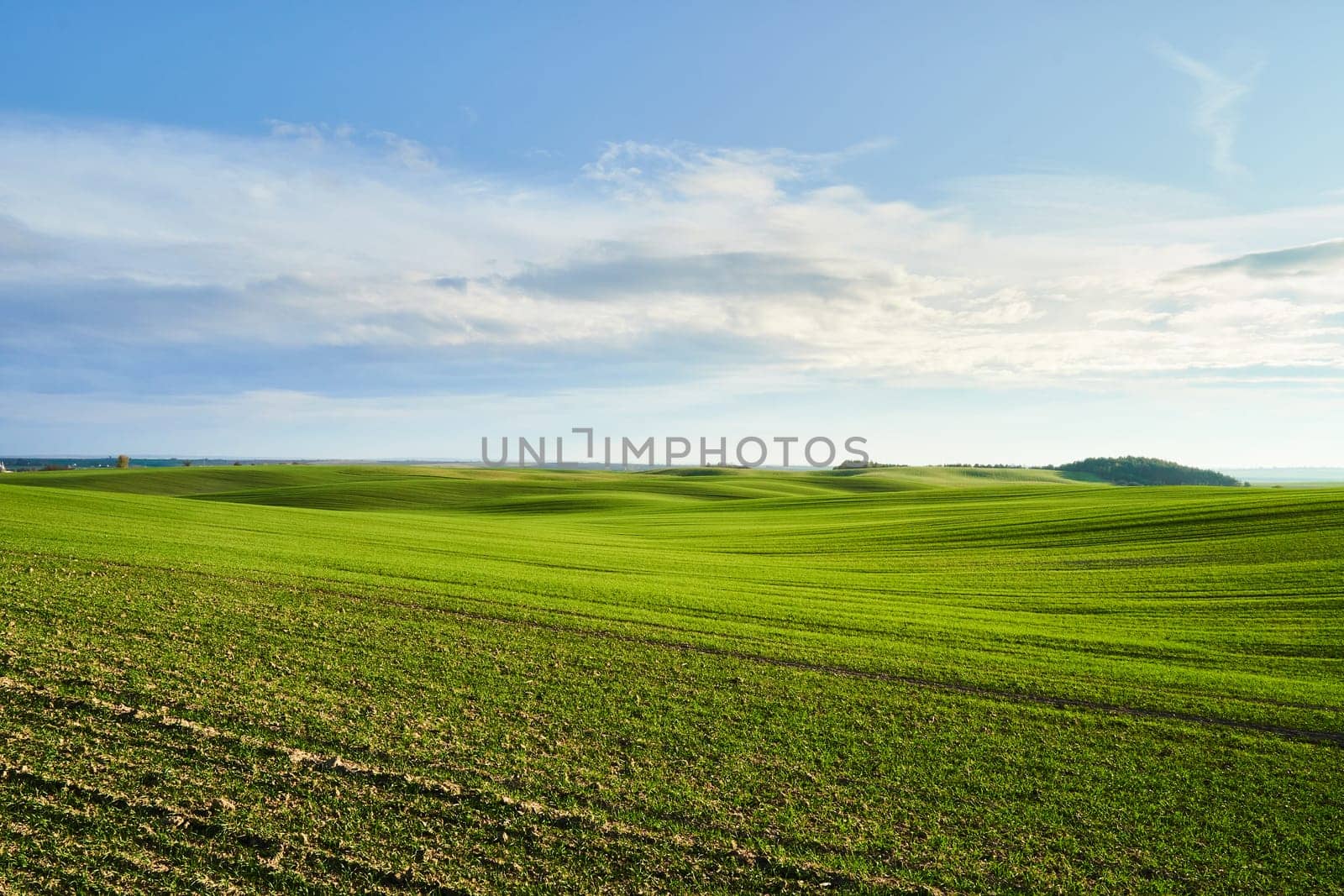 Vibrant green wheat fields on rolling hills under clouds of sunny sky. Serene pastoral landscape of young cereal plant, picturesque countryside scenery. Rural area. Endless grass. Beauty of nature