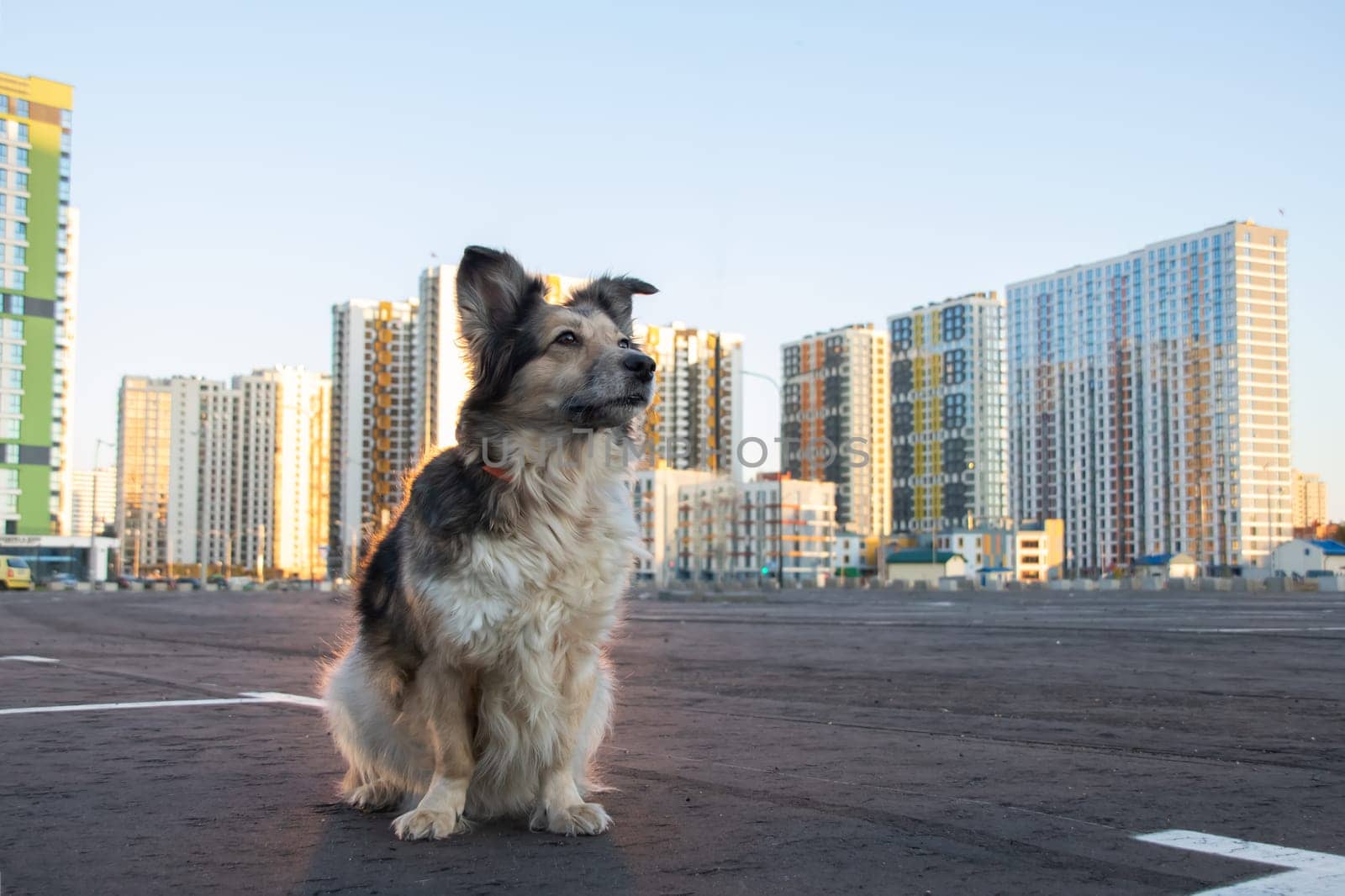 Fluffy dog sitting against the backdrop of modern tall buildings