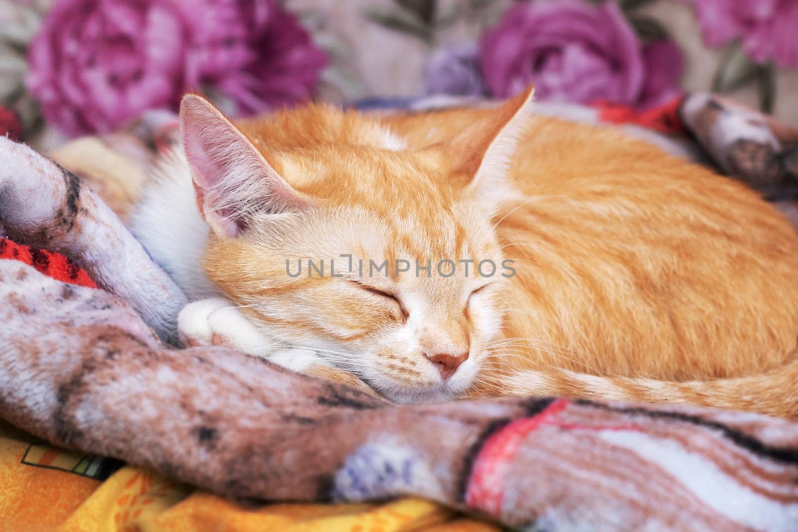 Ginger kitten sleeps curled up at home close up