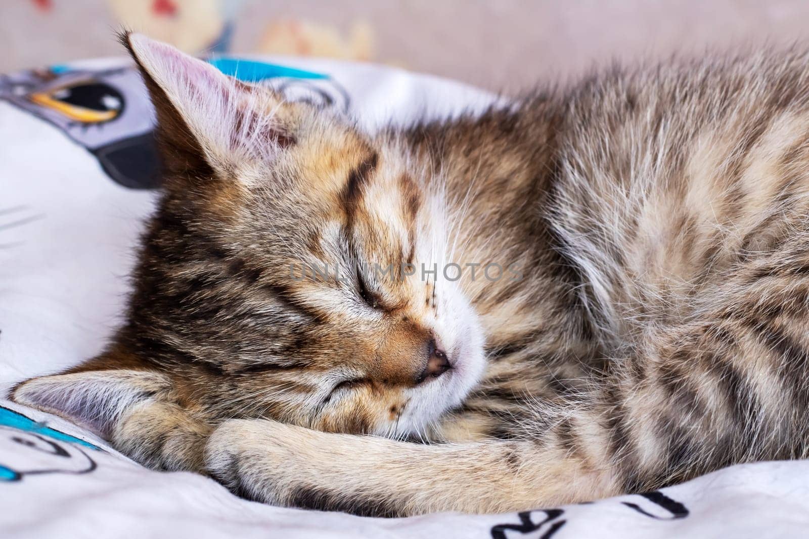 Little tabby kitten sleeping at home closeup by Vera1703