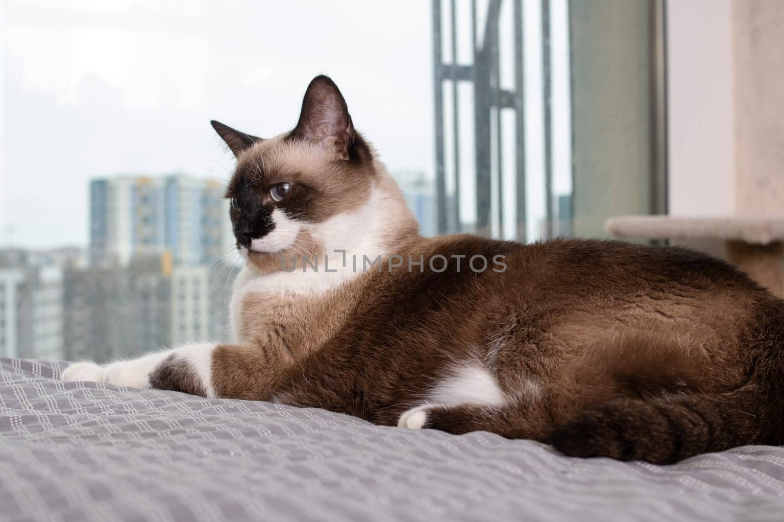 Siamese cat at the window against the background of the city