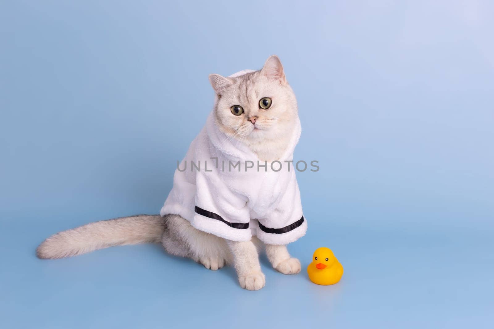 Adorable white cat is sitting in a white bathrobe, on a blue background, next to a yellow rubber duck, looking away. Copy space