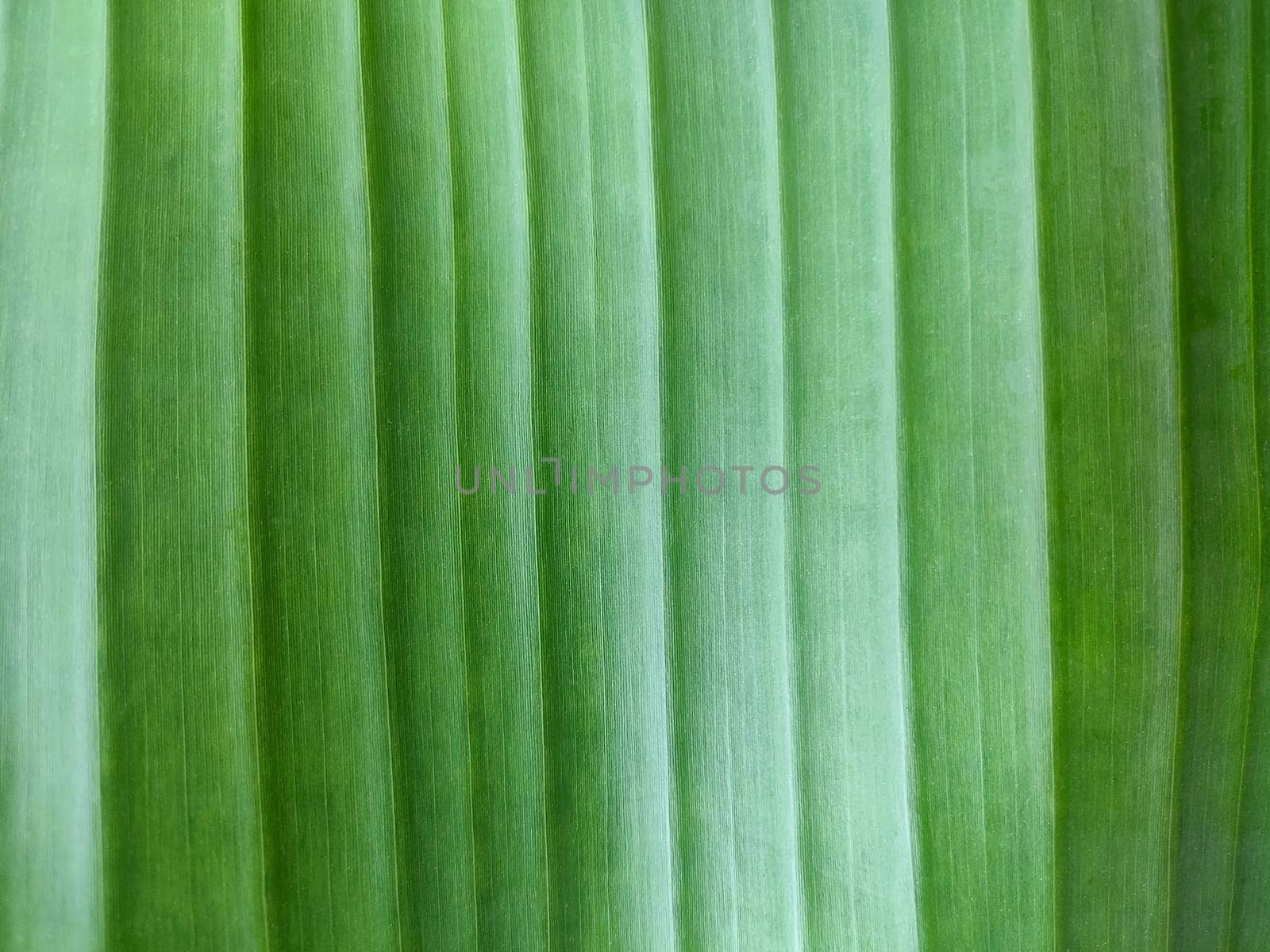 Texture of background of exotic green leaf with vertical lines, close-up