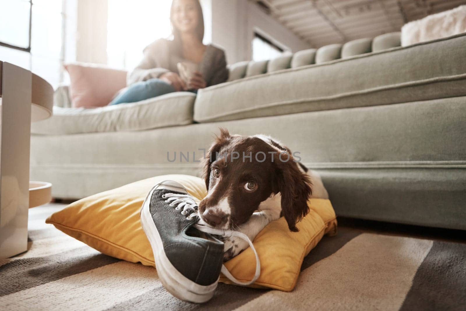 Pet, animal and dog with shoes in living room for playful, happiness and relaxing with owner at home. Training, domestic pets and woman on sofa with cute, adorable and furry puppy bite sneaker.