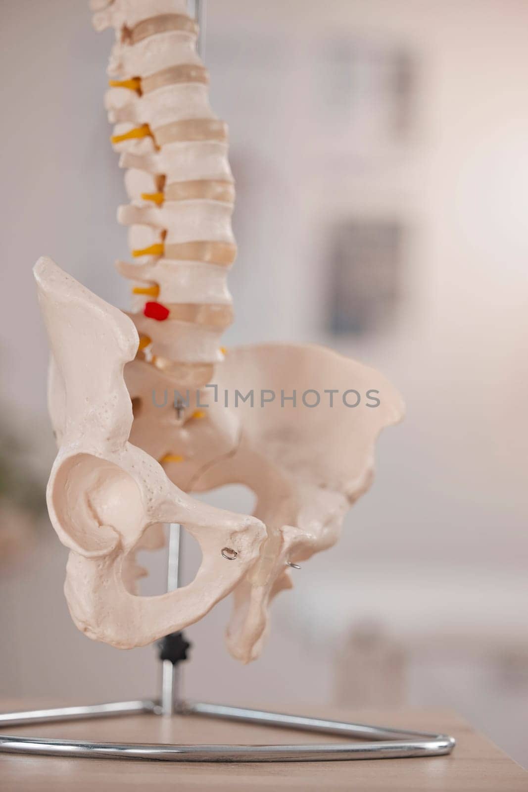 Model hip, spine and chiropractic office on table, desk or display in study, education or learning. 3D print, human skeleton and background for chiropractor, physiotherapy or healthcare in clinic by YuriArcurs