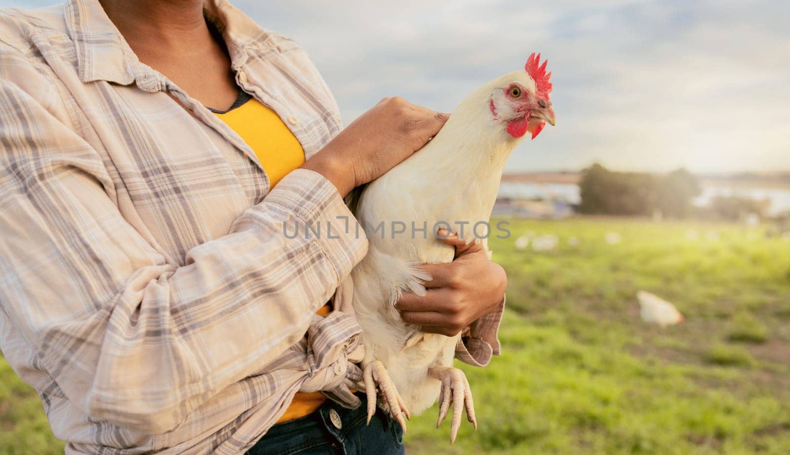 Woman, chicken farmer and countryside farm of sustainable food, organic livestock farming and healthy poultry sustainability. Egg harvesting, free range animals and modern eco friendly agriculture.