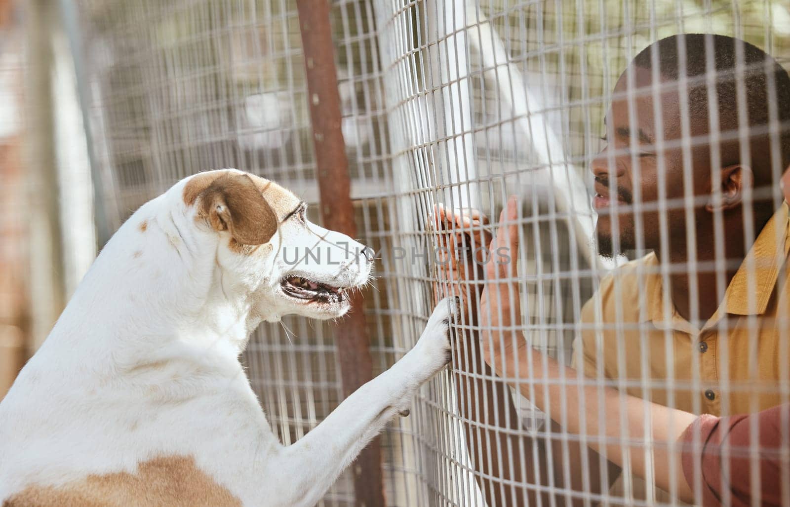 Dog, adoption and animal shelter with a black man volunteer working at a rescue center for foster care. Pet, charity and community with a male and puppy at a kennel for adopting canine pets by YuriArcurs