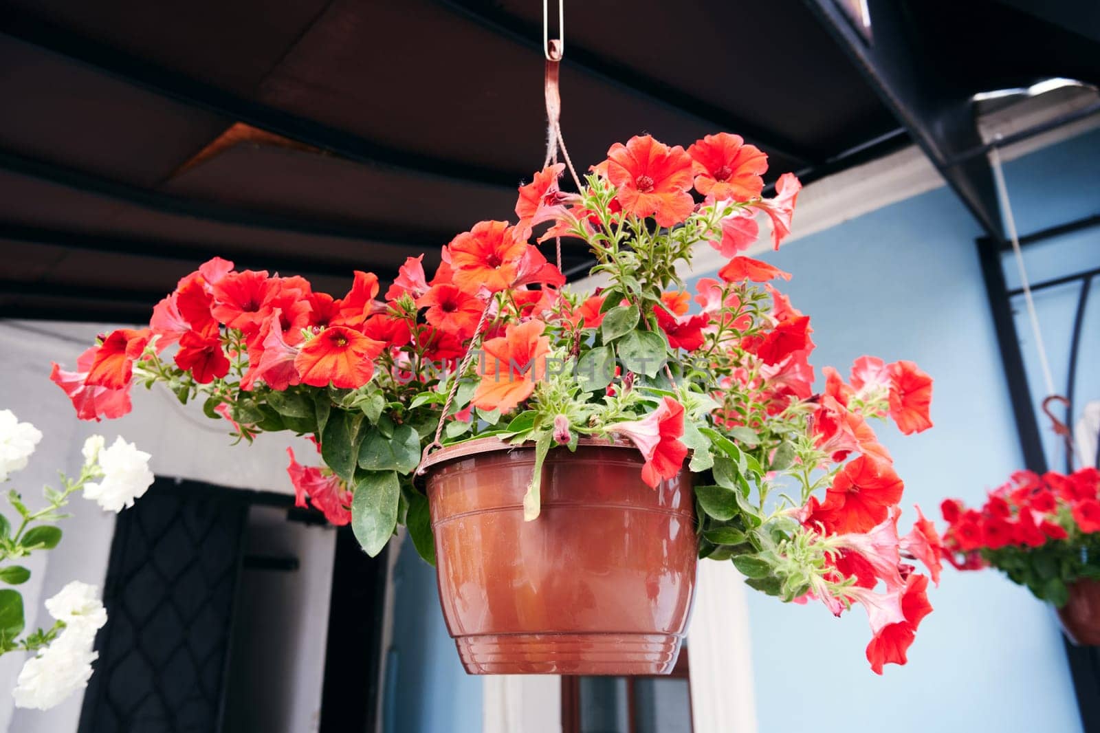 Red petunia flowers in a hanging pot close-up