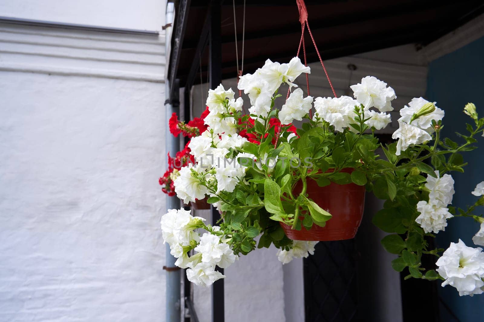 White petunia flowers in a hanging pot on the porch of a house close up