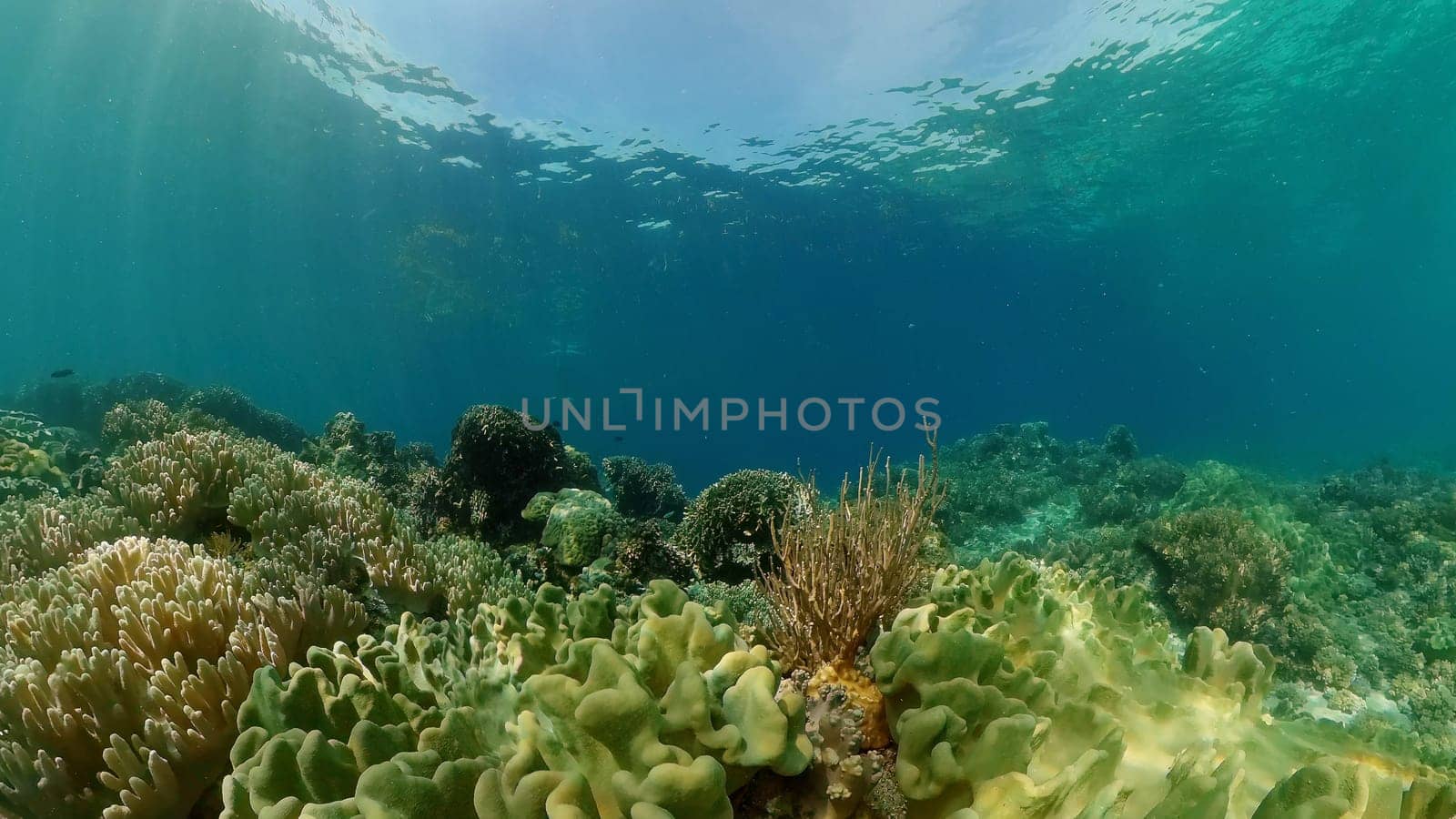Underwater Tropical Reef View. Tropical fish reef marine. Soft-hard corals seascape. Philippines.