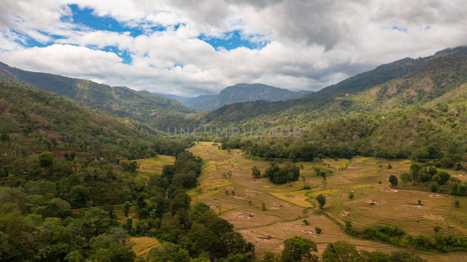 Rice fields in the countryside. Agricultural landscape in Sri Lanka.