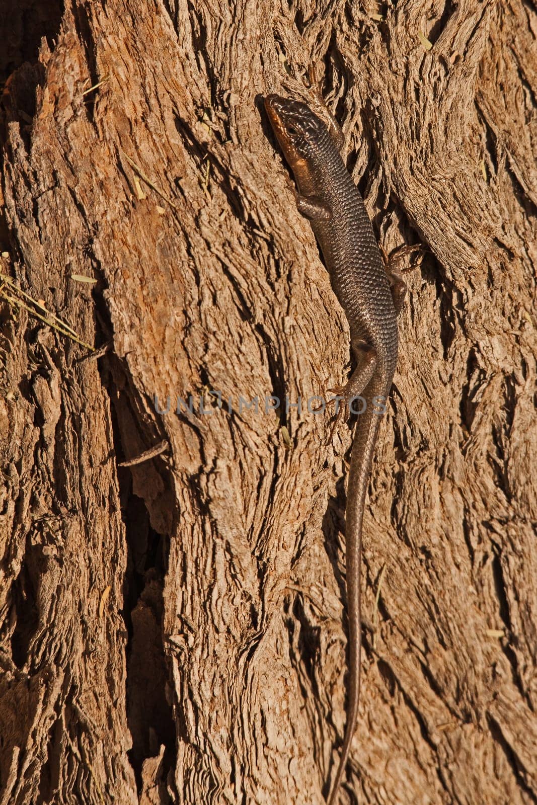 Western Rock Skink (Trachylepis sulcata), possibly the sudspecies ansorgii, on the bark of a Camelthorn tree in the Kgalagadi Transfrontier Park