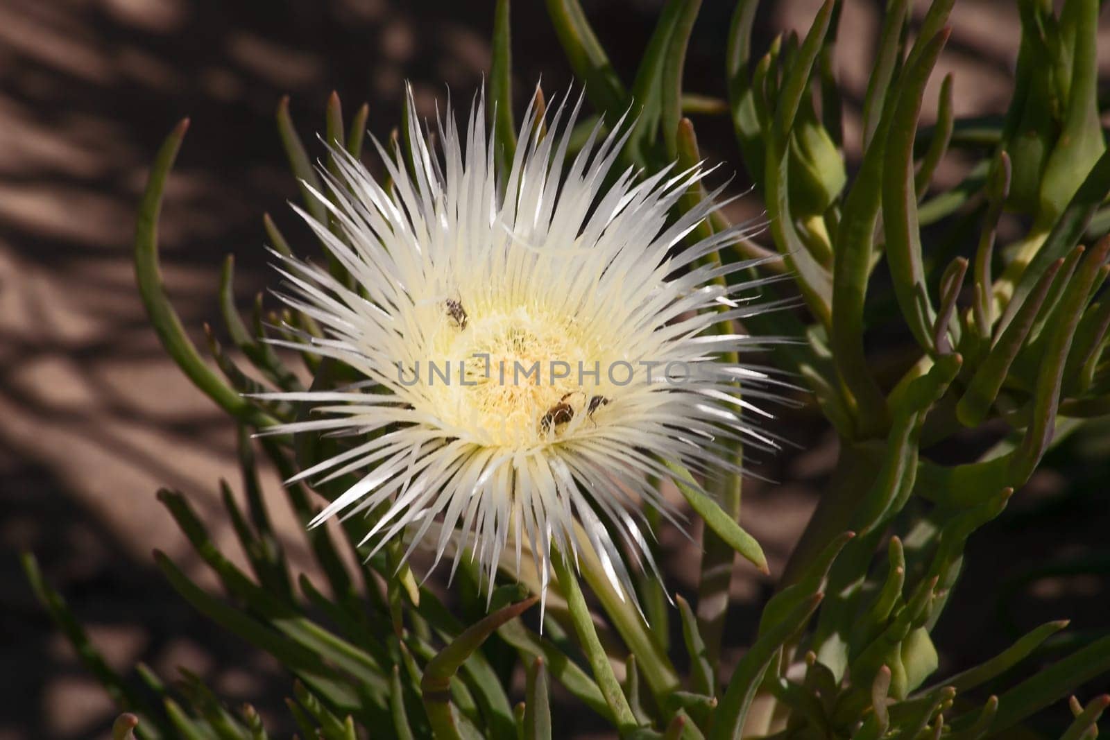 Beatles busy pollinating a white Lampranthus flower in Namaqualand