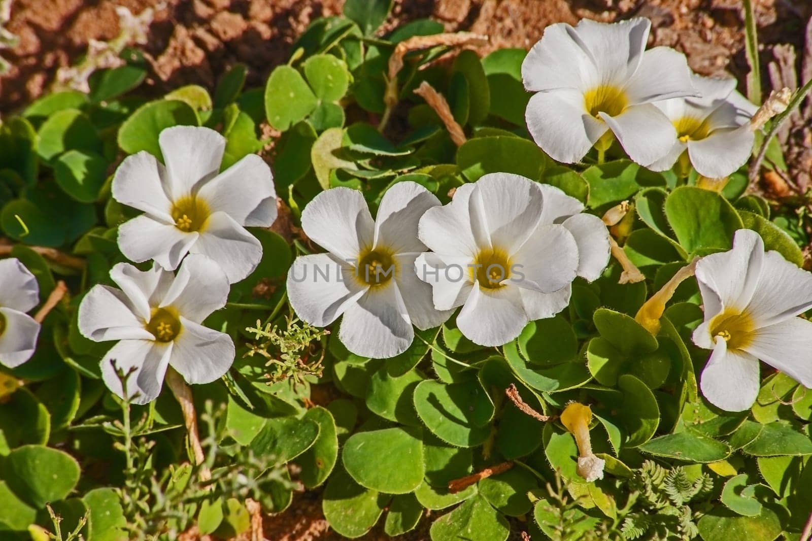 Wood-Sorrel (Oxalis adenodes) in the Namaqua National Park. South Africa