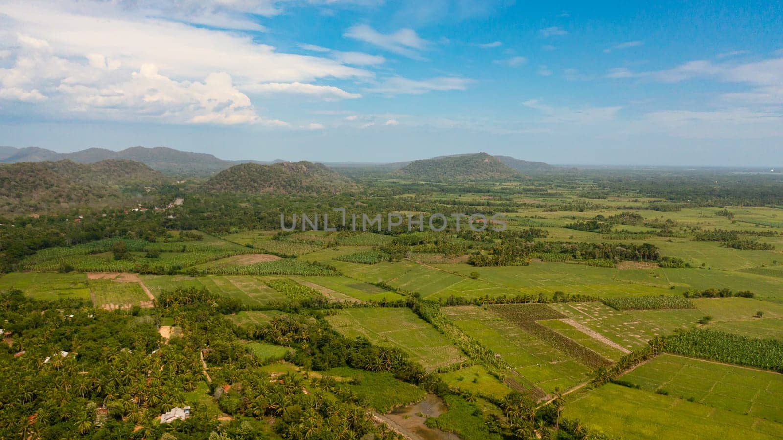 Aerial drone of agricultural land with green plantings in the rural area. Sri Lanka.
