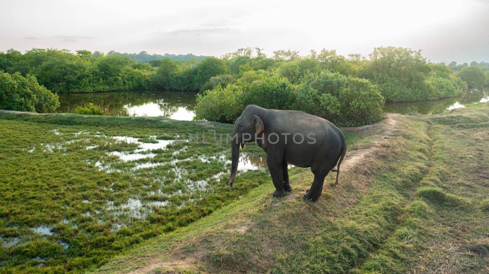 Aerial drone of Elephant on agricultural fields in the countryside. Arugam Bay Sri Lanka.