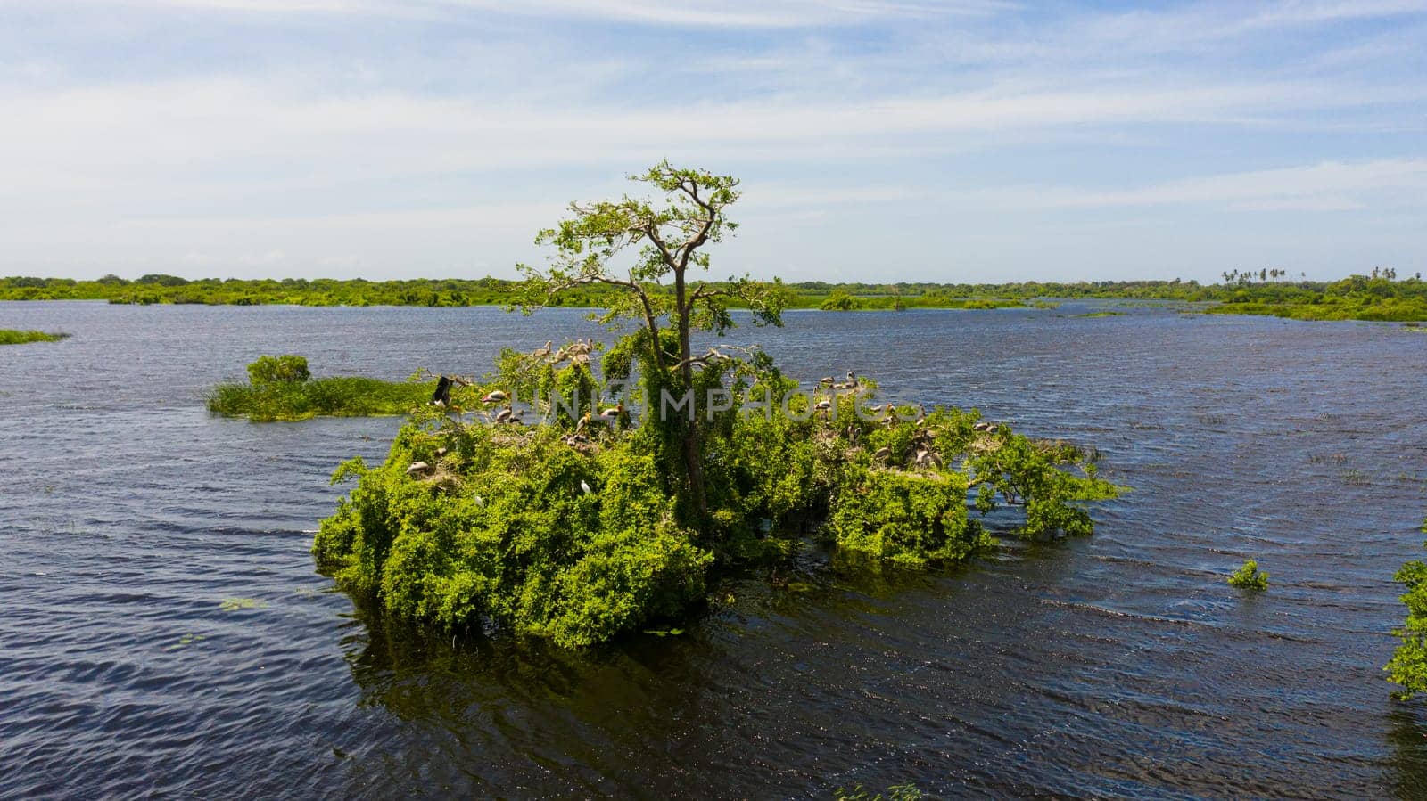 Wild birds and nests on trees growing in the lake. Kumana National Park. Sri Lanka.