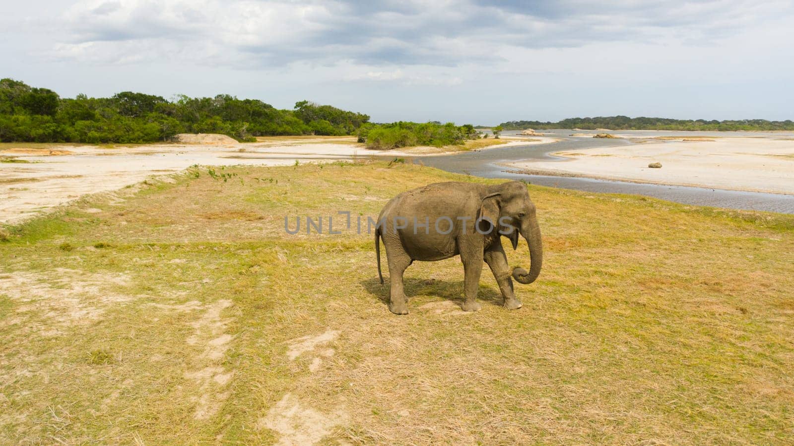 Elephant in Wildlife Reserve. Wild animals of Sri Lanka.