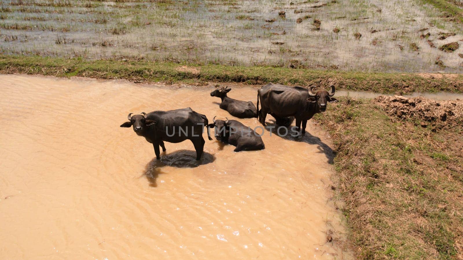 Aerial view of Buffaloes in the water among agricultural land and rice fields. Sri Lanka.