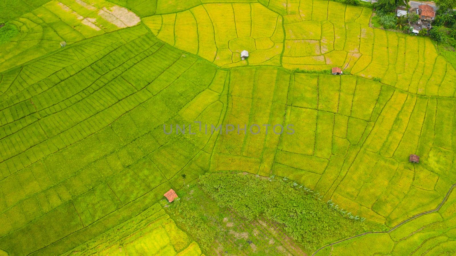 Aerial view of Rice fields in the countryside. Agricultural landscape in Sri Lanka.