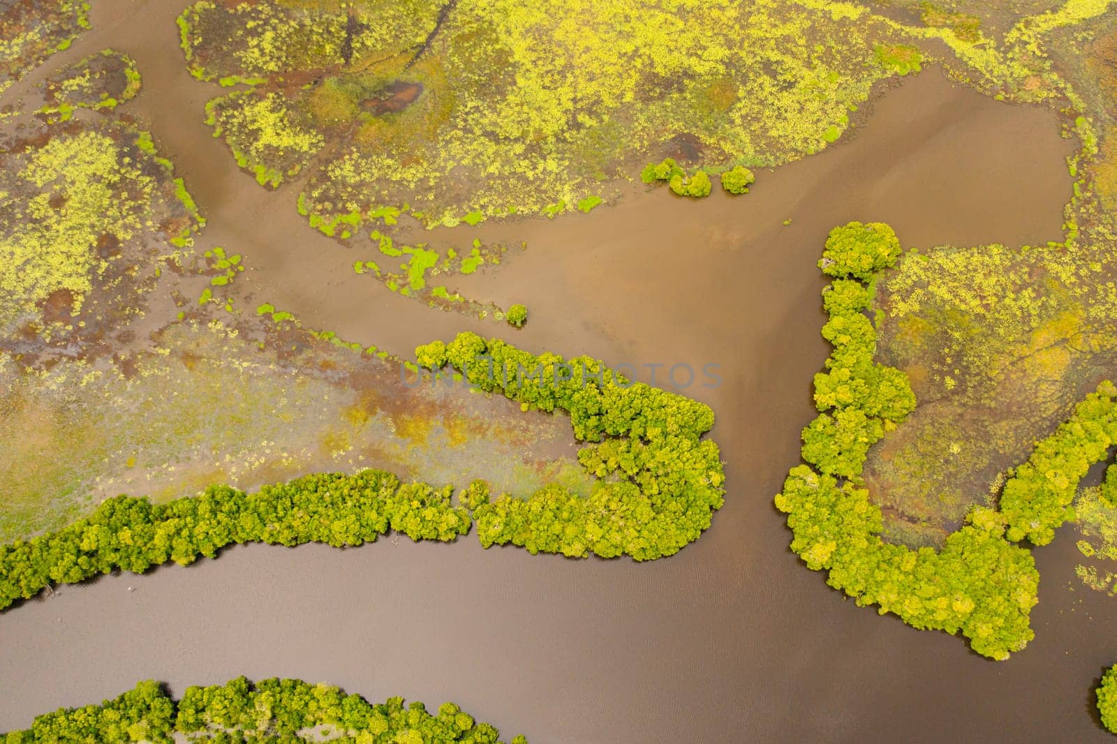 A river in the jungle in the tropics. A swamp in Sri Lanka.