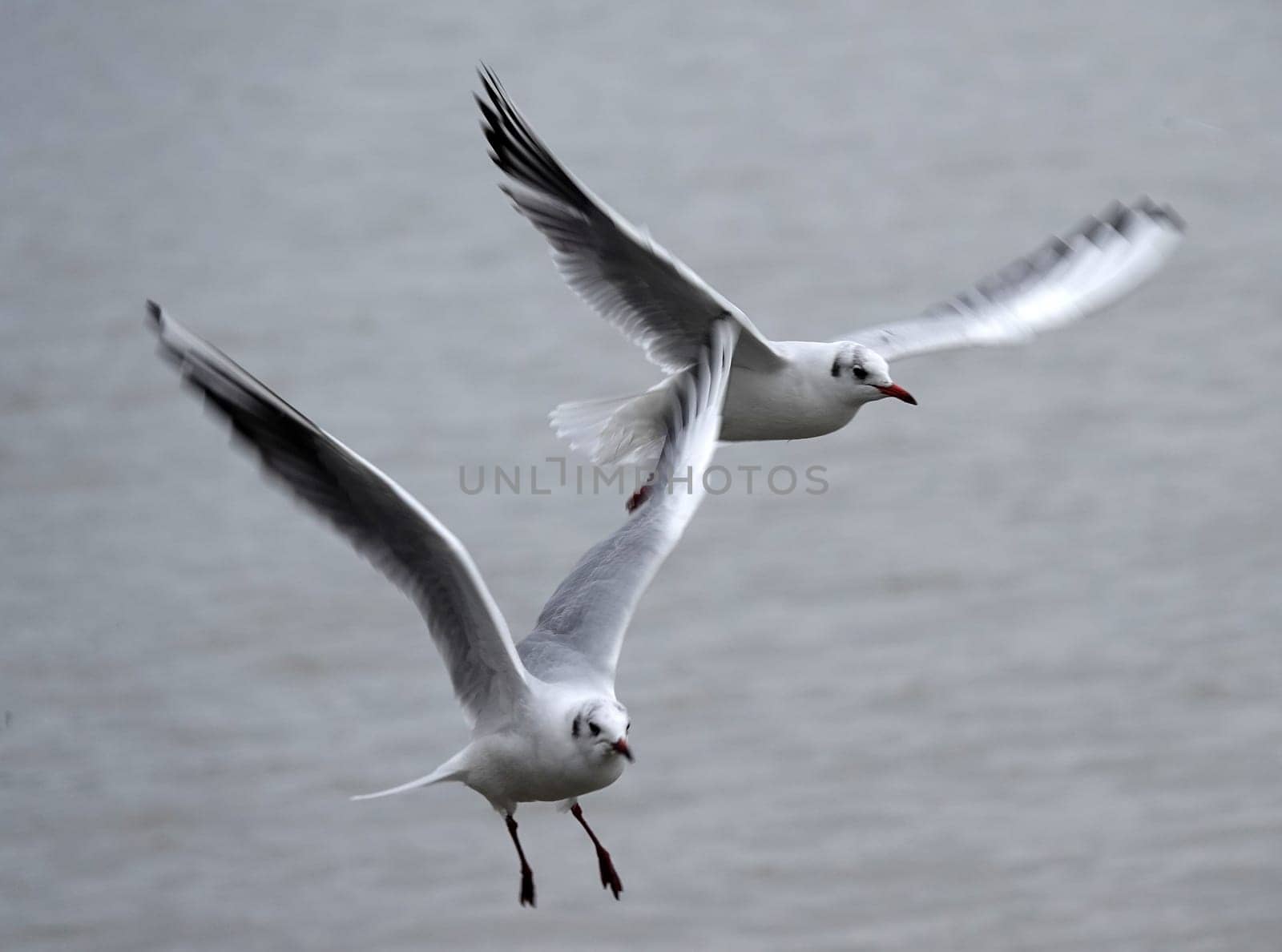 Two flying black-headed gulls in winter coat. 