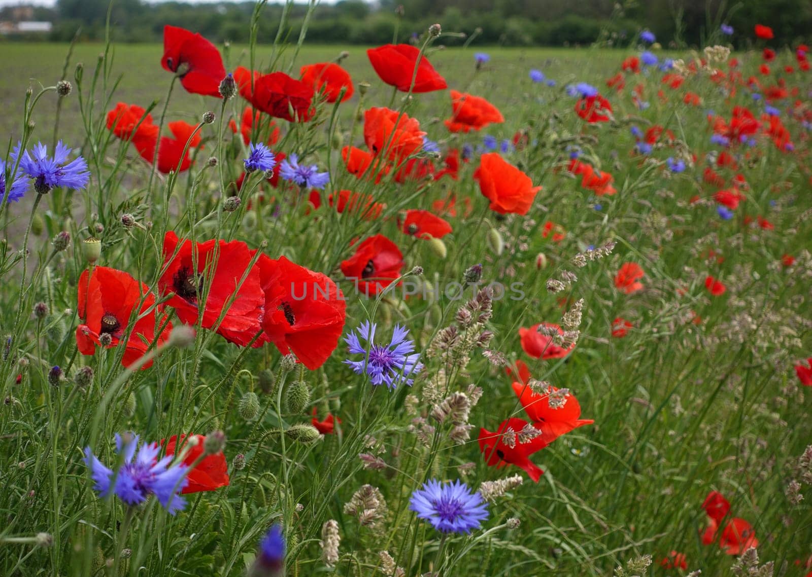 A popular floral combination: poppies and cornflowers. This year they were on the edge of an agricultural field