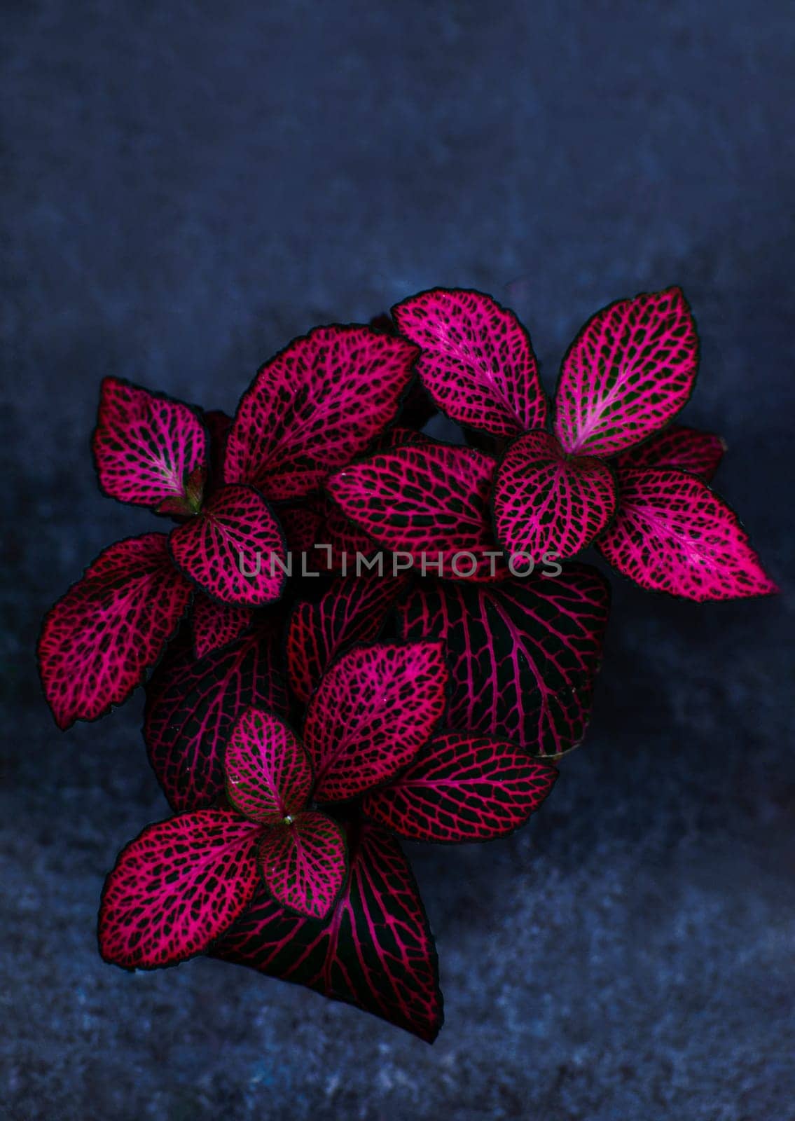 Red leaves with green nerves called Fittonia. Hypoestes phyllostachya. by Renisons