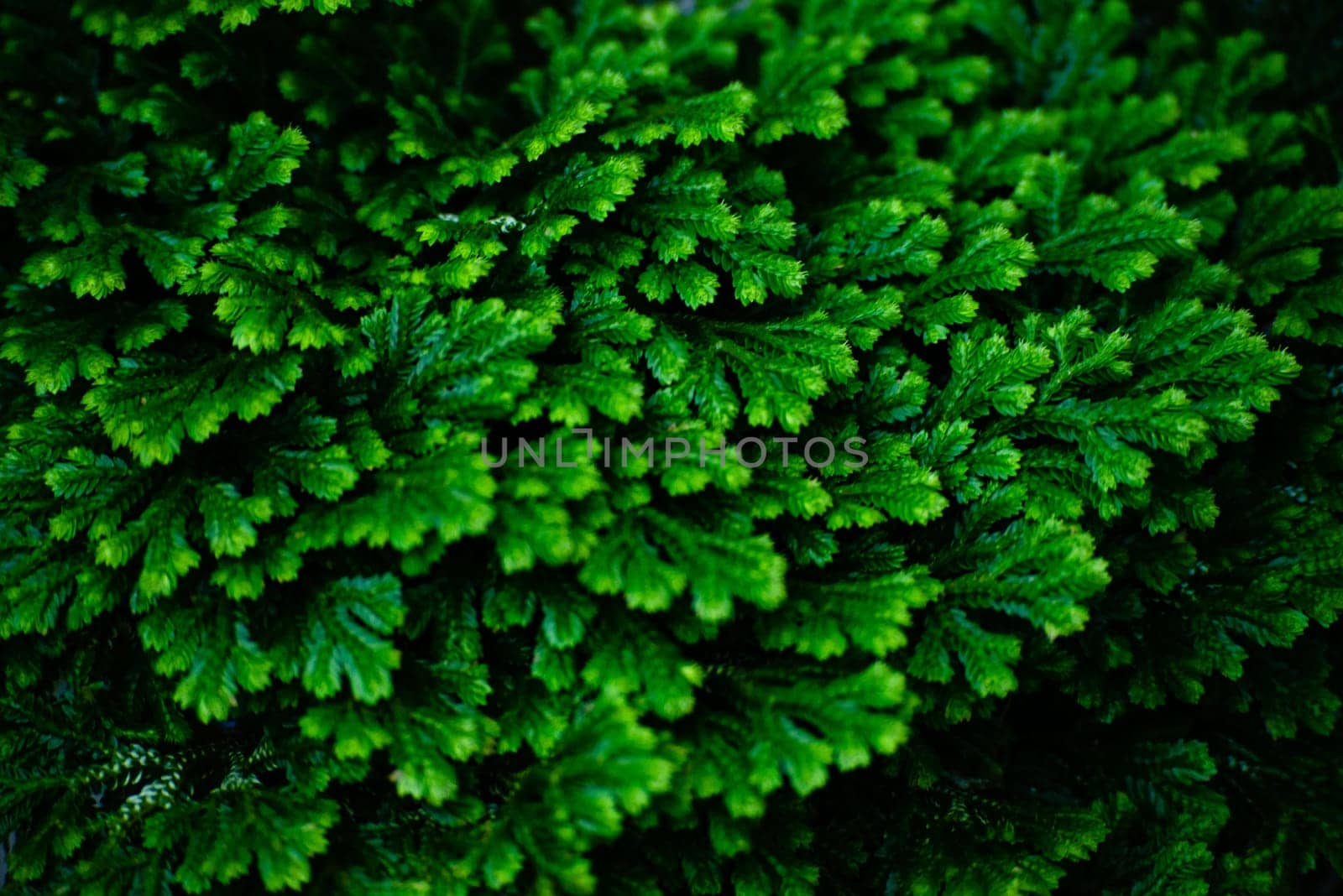 Juicy green twig. Tropical Fern Bushes. stock photo. Selective focus.