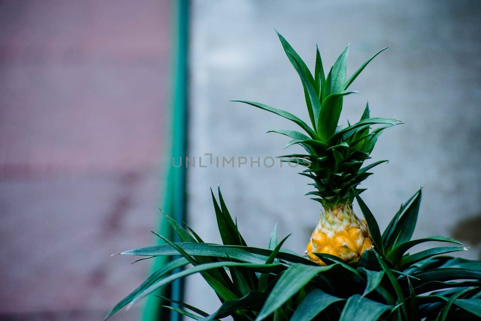 A ripe pineapple, on its parent plant