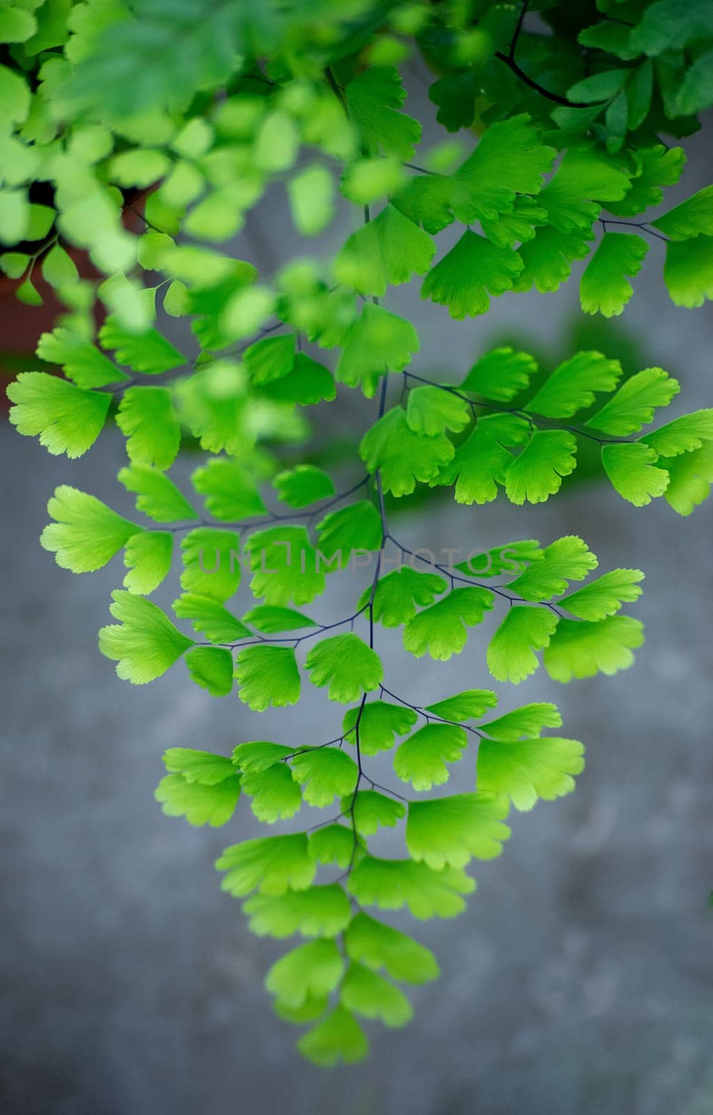 Juicy green twig. Tropical Fern Bushes. stock photo. Selective focus.