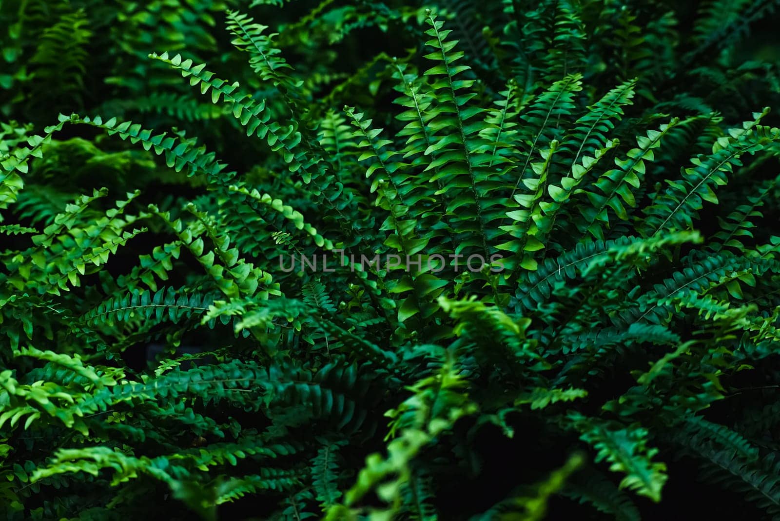 FERN - Spring green in the forest floor. Scenic background for the design of fern thickets. Selective focus.