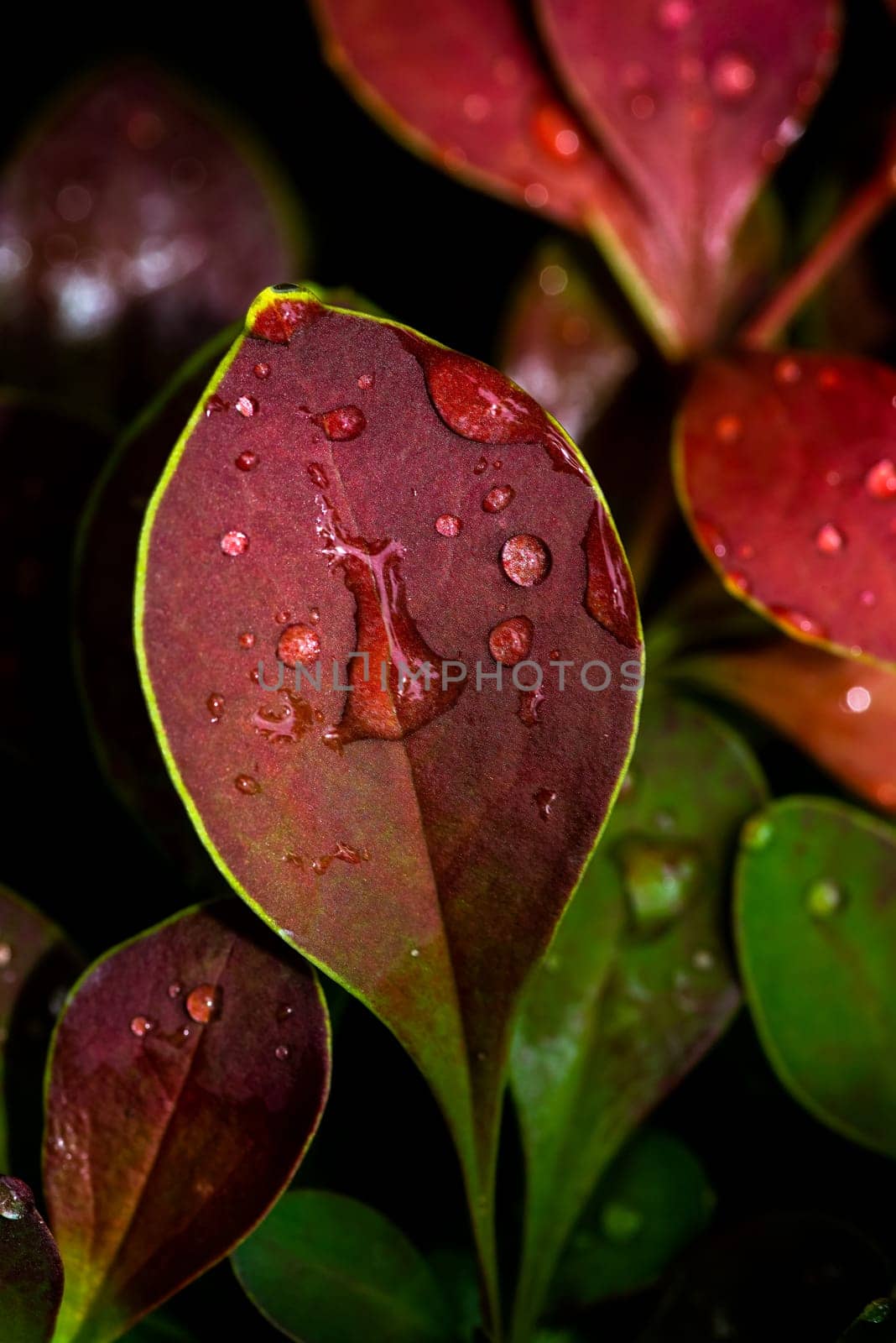 Water drops burgundy leaves of barberry close-up, selective focus, background. Red leaves with green edging. Drops of water on the leaves. by Renisons